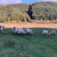 Hill Radnor Sheep, small mixed flock, looking for a new home