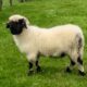 Blacknose Valaise Gimmer Ewes and Tup